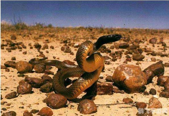 冰冷的毒蛇粘液,探秘冰冷毒蛇粘液:游戏中的神秘元素解析