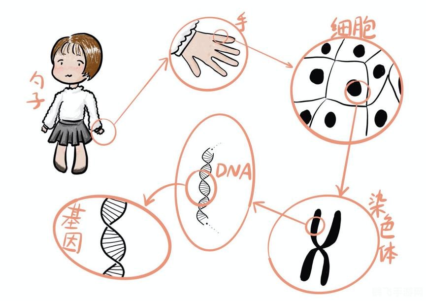 探索基因奥秘,玩转DNA小游戏攻略大揭秘