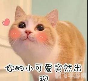 暖洋洋的猫猫村手游攻略：成为顶级猫奴的秘诀！