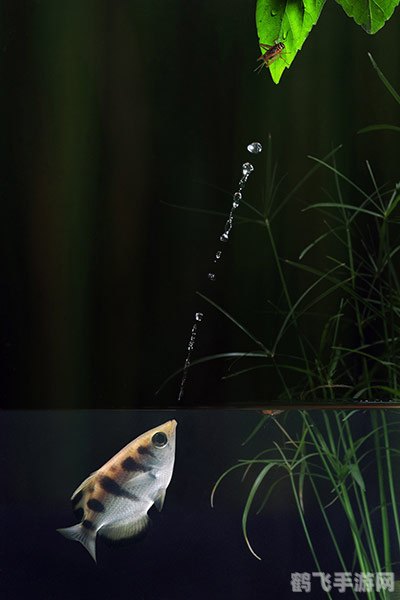 今日水印相机免费版手游摄影攻略：捕捉每一个精彩瞬间