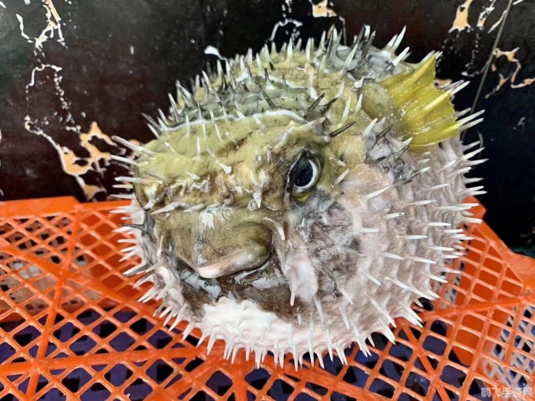 霸王刺皮鱼,霸王刺皮鱼:深海霸主等你来战