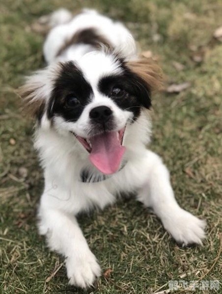 养狗小游戏,萌宠乐园:养狗小达人攻略及玩法全解析