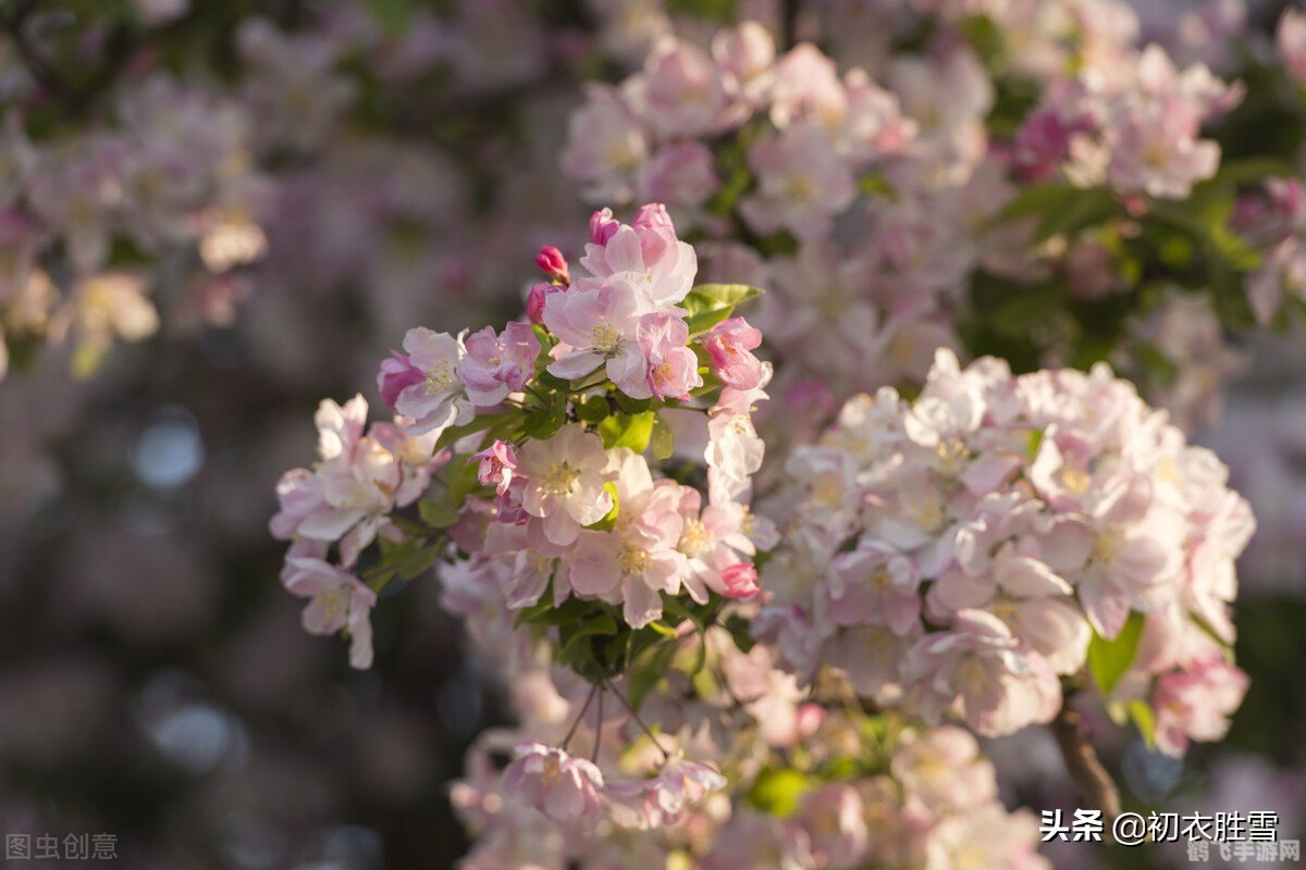 海棠书屋入口myhtlmebookmyhtlme,手游梦幻仙境全攻略:探索未知,畅享奇幻之旅