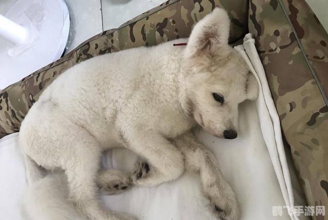 骷髅弓箭手,骷髅弓箭手：暗影中的致命射手