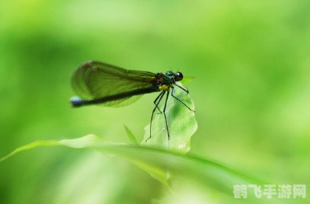 战斗大师黑角,战斗大师黑角:深入解析游戏魅力与攻略要点