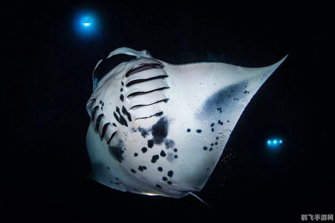 海洋生物中被称为魔鬼鱼的是,探秘魔鬼鱼:海洋深处的神秘挑战