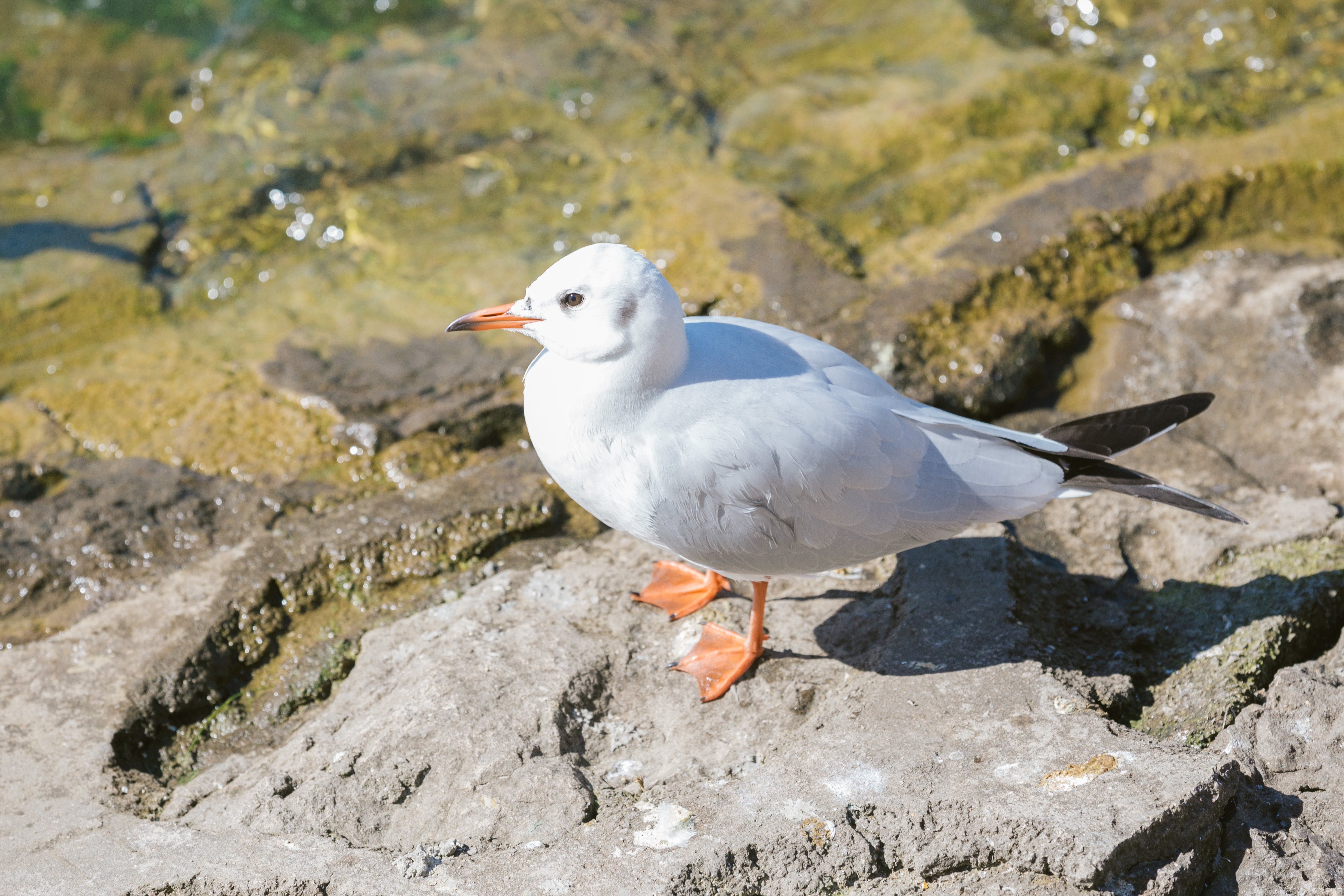 盛大有哪些游戏,游戏大观盛大游戏旗下经典作品一览