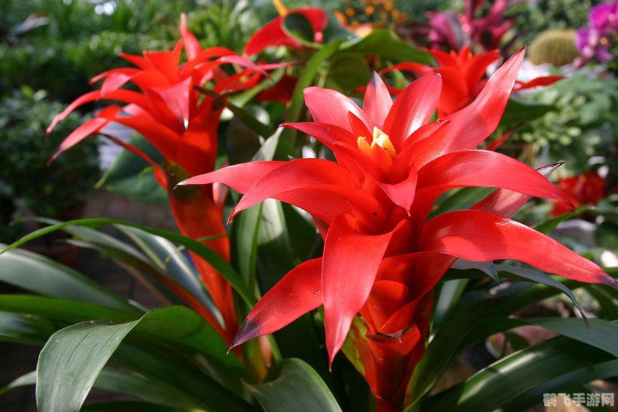 花花连连看手游攻略：成为连连看大师的秘诀！