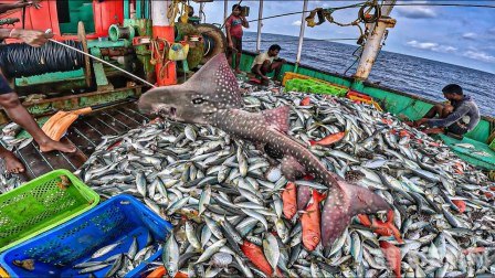 捕鱼达人2金币修改,捕鱼达人2金币攻略：玩转深海，成为捕鱼大师！