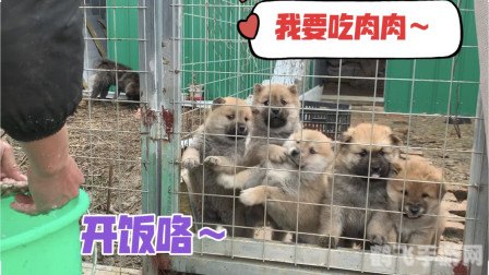 小奶狗app福引导:探索游戏世界的新手指南