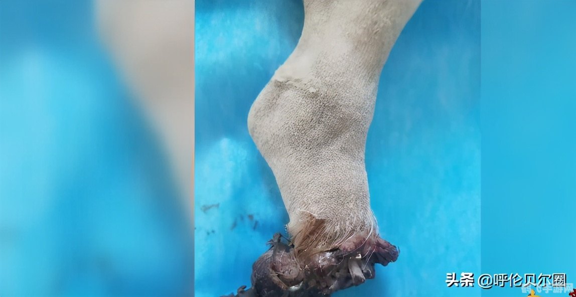 预约接种服务app：轻松预约，健康无忧