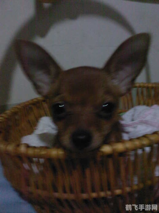 狂扁小豆丁:童年经典再现,重温格斗乐趣