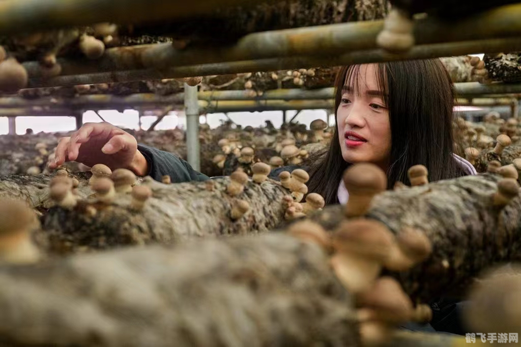 揭秘手游财富密码神秘的财富卡全攻略及玩法解析