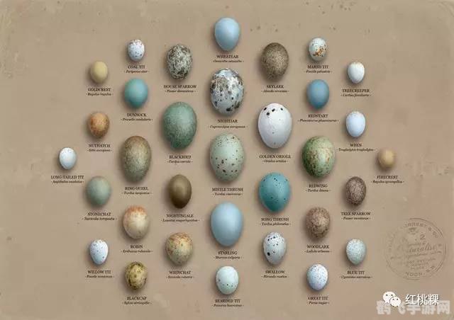 瓦拉沙的蛋,瓦拉沙的蛋探秘:孵化奇幻之旅