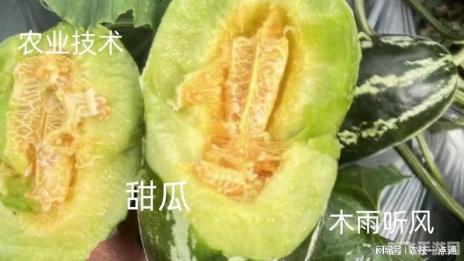 洛克王国艾莉儿全方位攻略:培养、技能与战斗策略