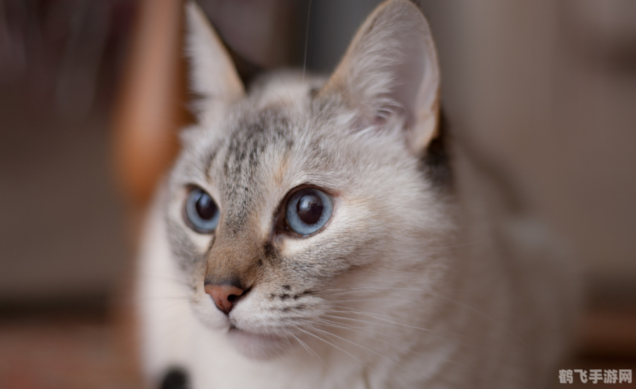 哪种动物也会像人打喷嚏,动物打喷嚏奇遇记:手游玩法与攻略大揭秘