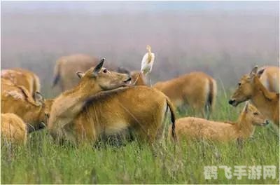 揭秘天生高血压的神奇生物——探索动物界的“高压”王者
