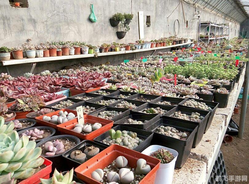 我们平常吃的草莓蚂蚁庄园,蚂蚁庄园手游：探索草莓世界的甜蜜攻略