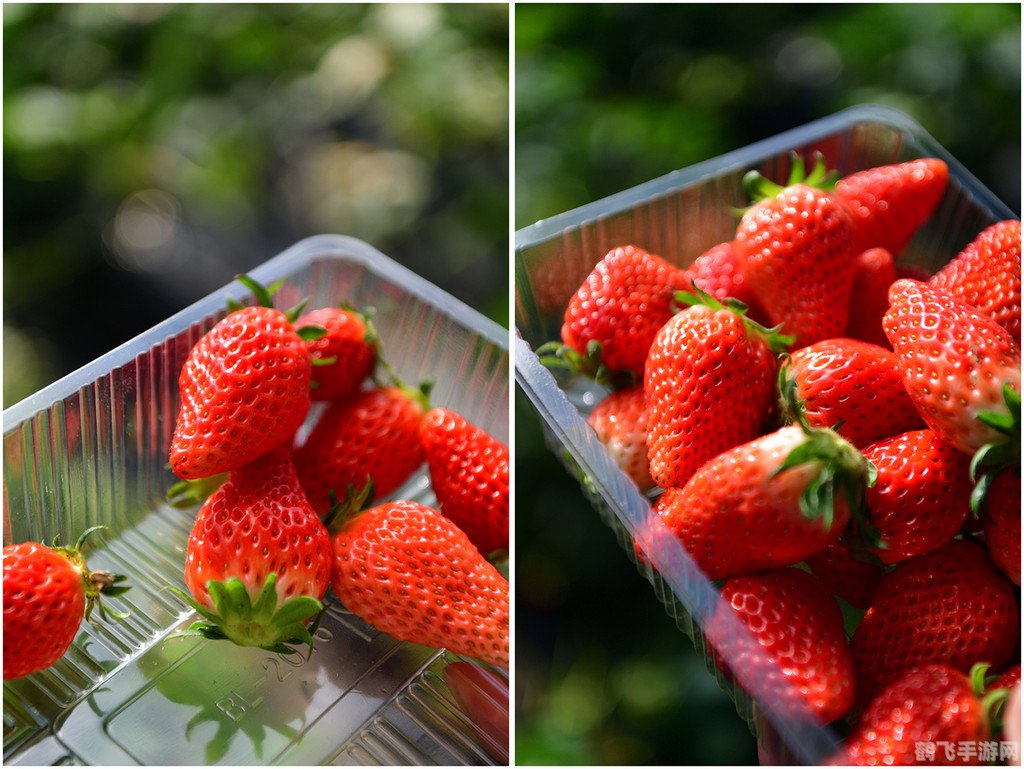 我们平常吃的草莓蚂蚁庄园,蚂蚁庄园手游：探索草莓世界的甜蜜攻略