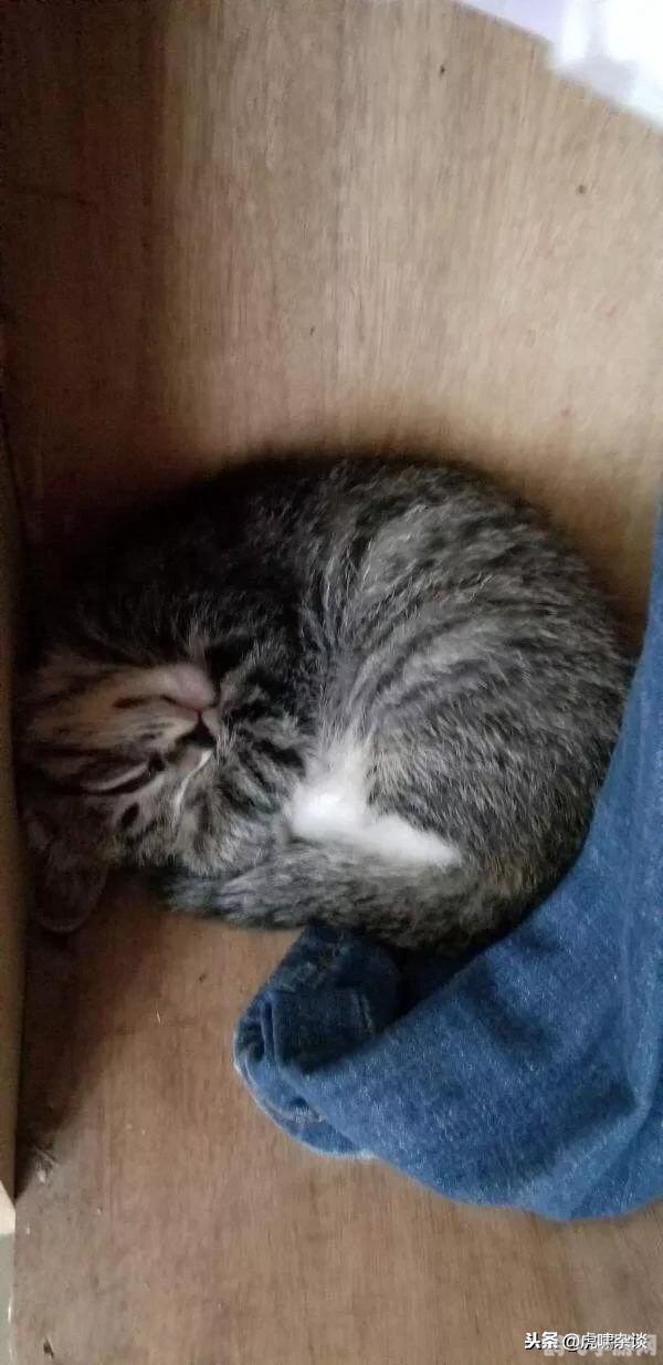 长期睡眠不足会加速皮肤衰老蚂蚁,长期睡眠不足,皮肤衰老加速!蚂蚁游戏带你改善作息,重拾青春肌肤