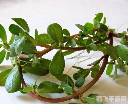 探索动物世界:救命草的神奇效用