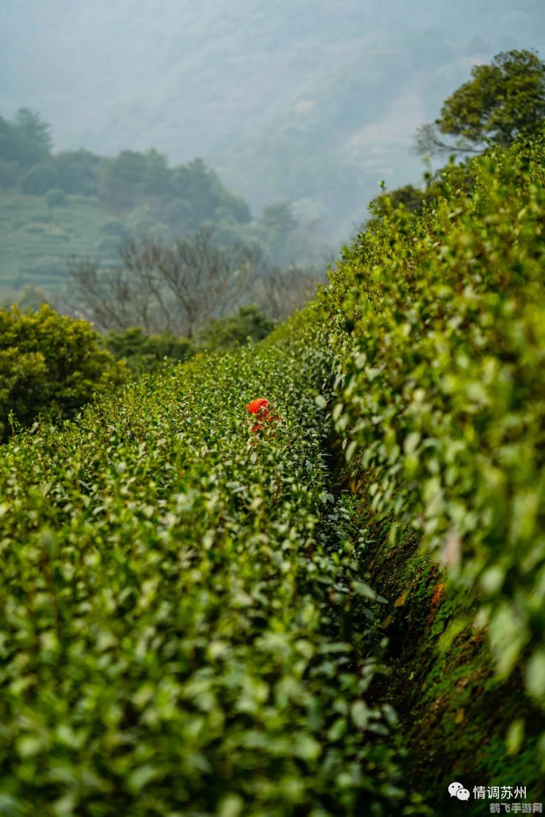 洞庭碧螺春产自哪里蚂蚁庄园,探秘蚂蚁庄园:洞庭碧螺春的原产地之旅