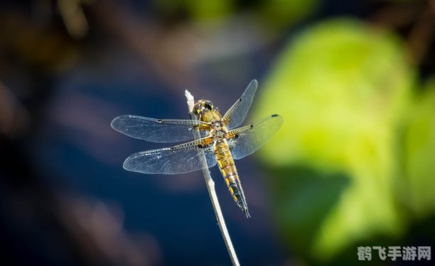 人们通常会借助于哪种昆虫对湿地,探索湿地之秘:蜻蜓成向导,开启自然寻宝之旅