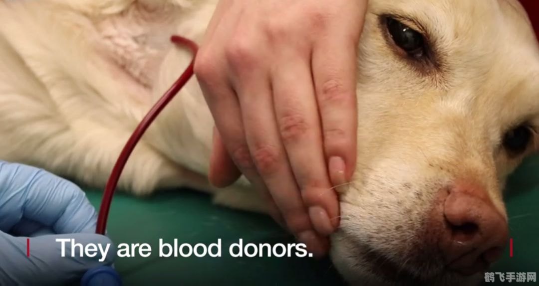 医生小游戏:拯救生命之旅手游攻略