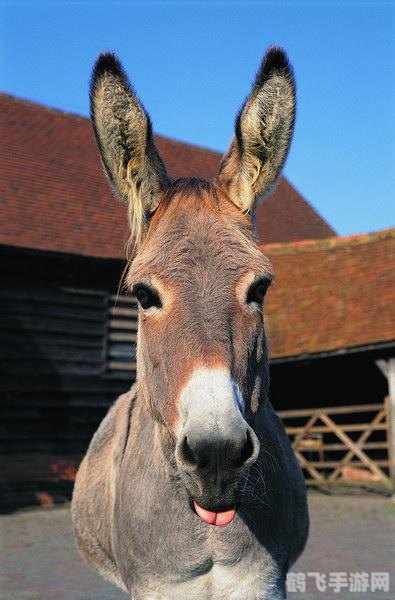 从“羊了个羊”到“驴了个驴”：动物主题游戏的新风潮