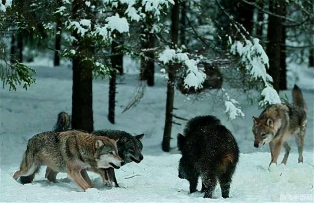 3D打猎2010游戏攻略：狩猎技巧与策略全解析