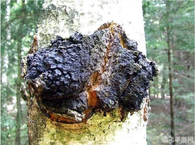 桦木被誉为木本植物里的活化石,探秘桦木林：手游中的“活化石”寻宝攻略