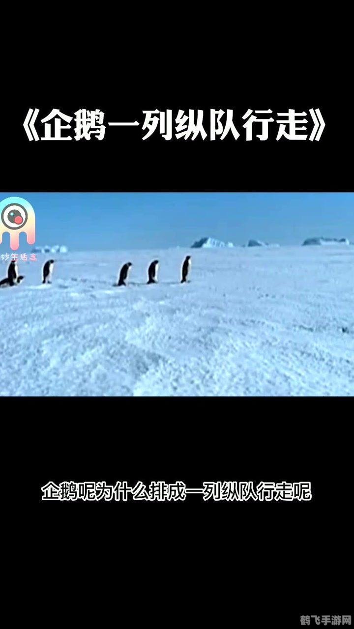 企鹅行走时为什么排成一列纵队,揭秘企鹅列队行走的奥秘,探索极地生物的趣味世界