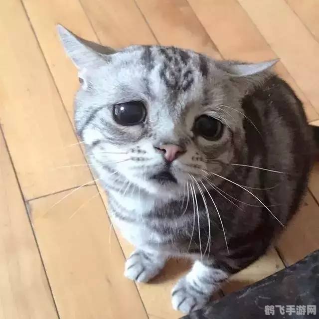 新版猫咪2.0:探索萌宠世界,升级你的游戏体验!