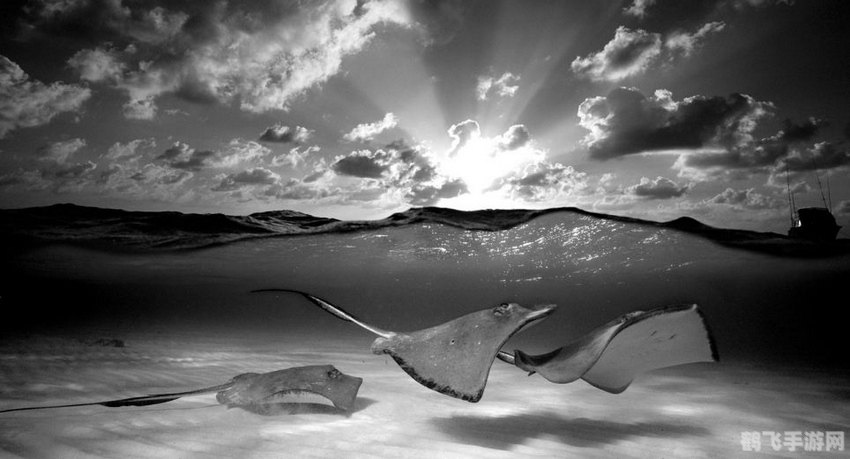 被称为打孔巨匠的海洋生物,打孔巨匠现身海洋，探索神秘生物的游戏之旅