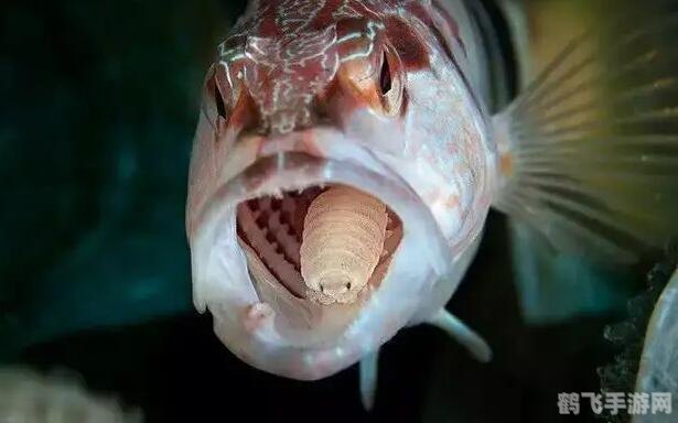 鱼有舌头吗?蚂蚁庄园揭秘与游戏攻略