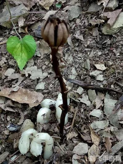 灵异阴阳录电脑版：探索幽暗世界的攻略秘籍