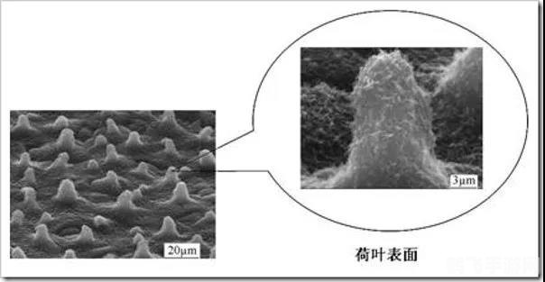 揭秘荷叶不沾水之谜，探索自然奥秘在游戏中的应用