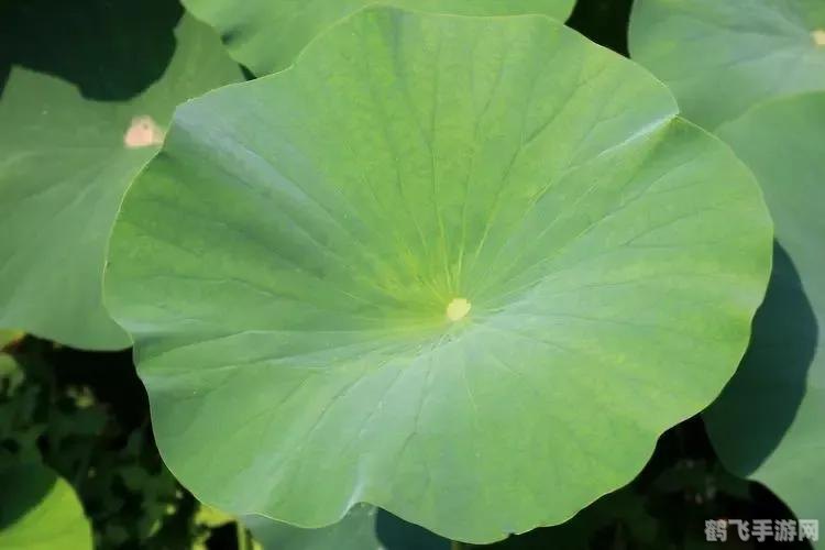 揭秘荷叶不沾水之谜,探索自然奥秘在游戏中的应用