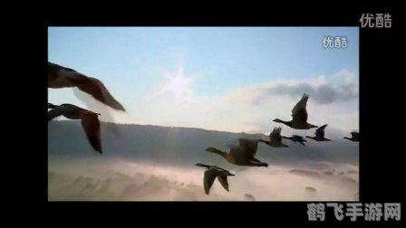 探寻丹顶之秘:丹顶鹤与游戏的奇妙交织