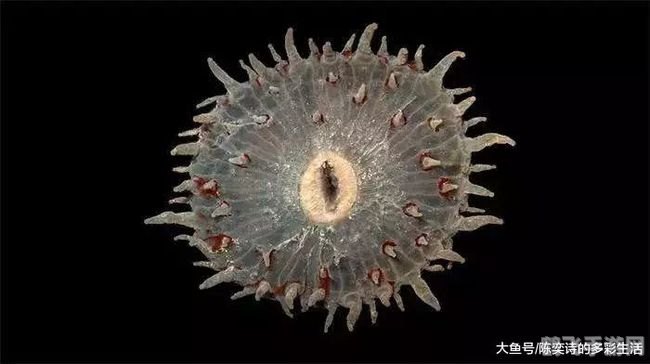 打孔巨匠揭秘：海洋生物中的神秘穿孔者