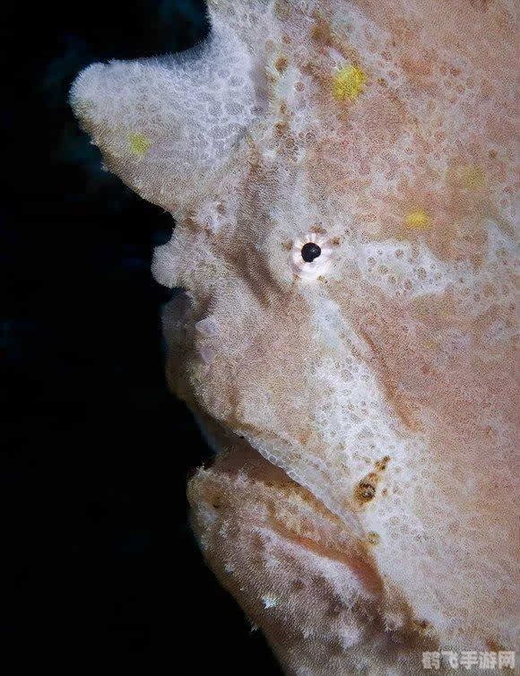 打孔巨匠揭秘：海洋生物中的神秘穿孔者