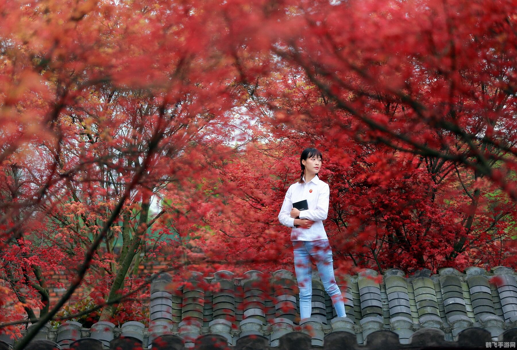 萧萧宵征枫叶之旅——蚂蚁庄园探秘攻略