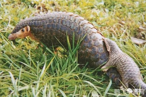 守护森林的卫士：如何有效防止白蚁破坏