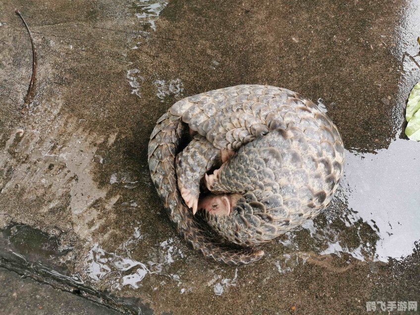 守护森林的卫士:如何有效防止白蚁破坏