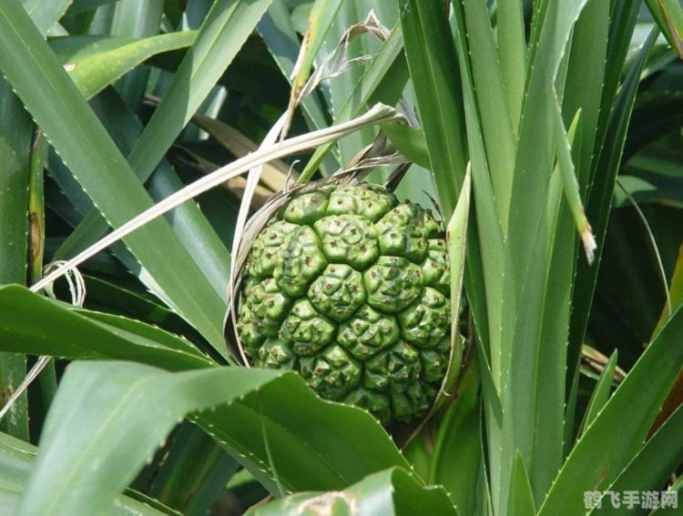 大菠萝福建app导航入口：手游攻略与玩法全解析