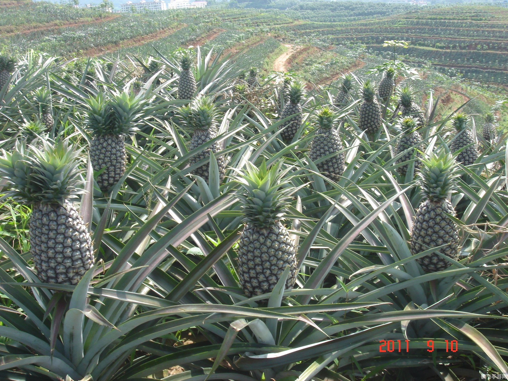 大菠萝福建app导航入口：手游攻略与玩法全解析