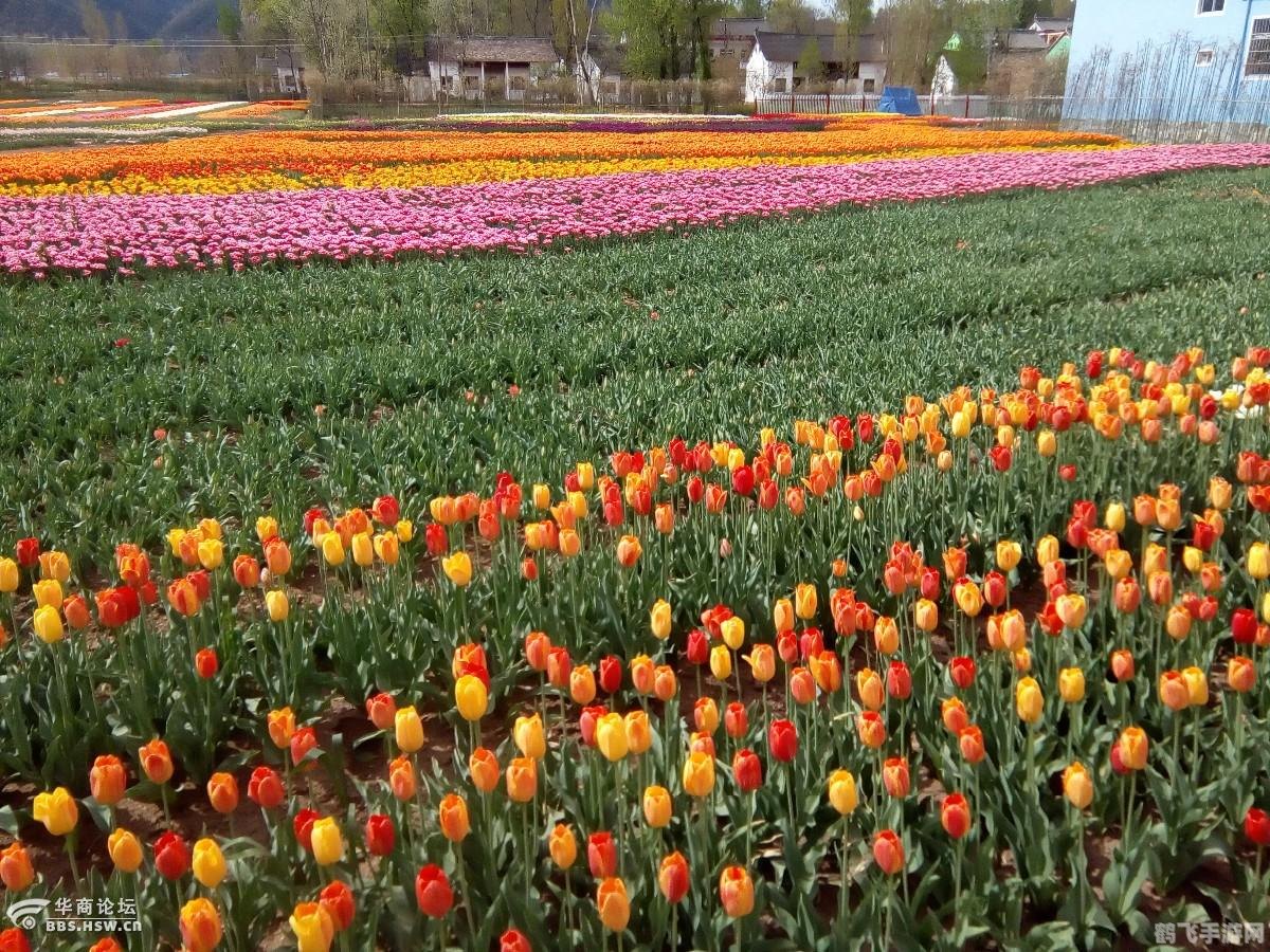 玫瑰小镇图标点亮全攻略