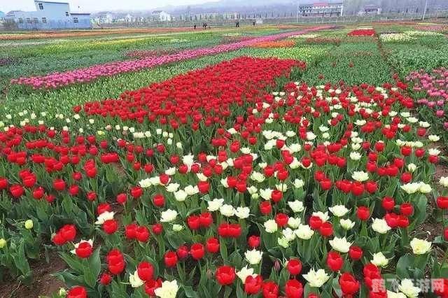 玫瑰小镇图标,玫瑰小镇图标揭秘：探索游戏魅力与攻略秘籍