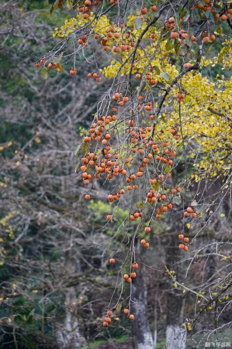 dnf幸运角色,DNF幸运角色大揭秘:如何充分利用你的幸运光环!