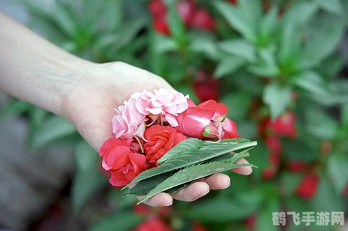 怀旧记忆指甲花下的美甲梦,手游中的寻花之旅